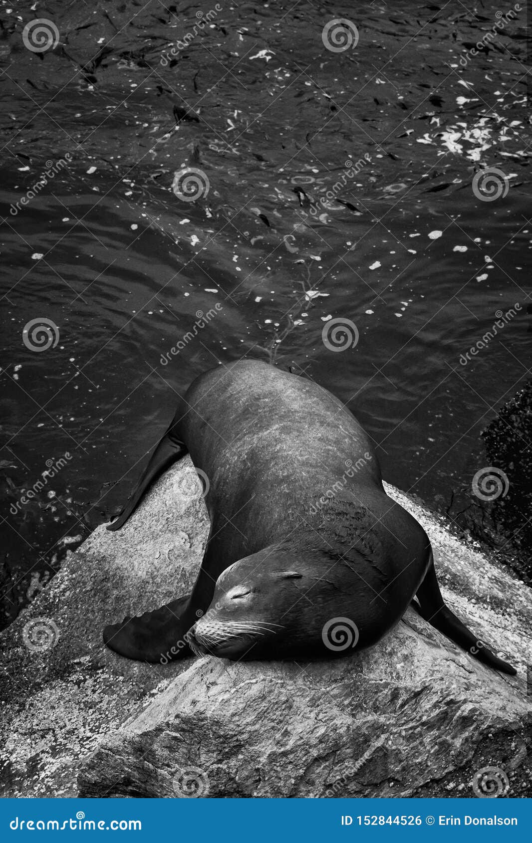 white sea lion