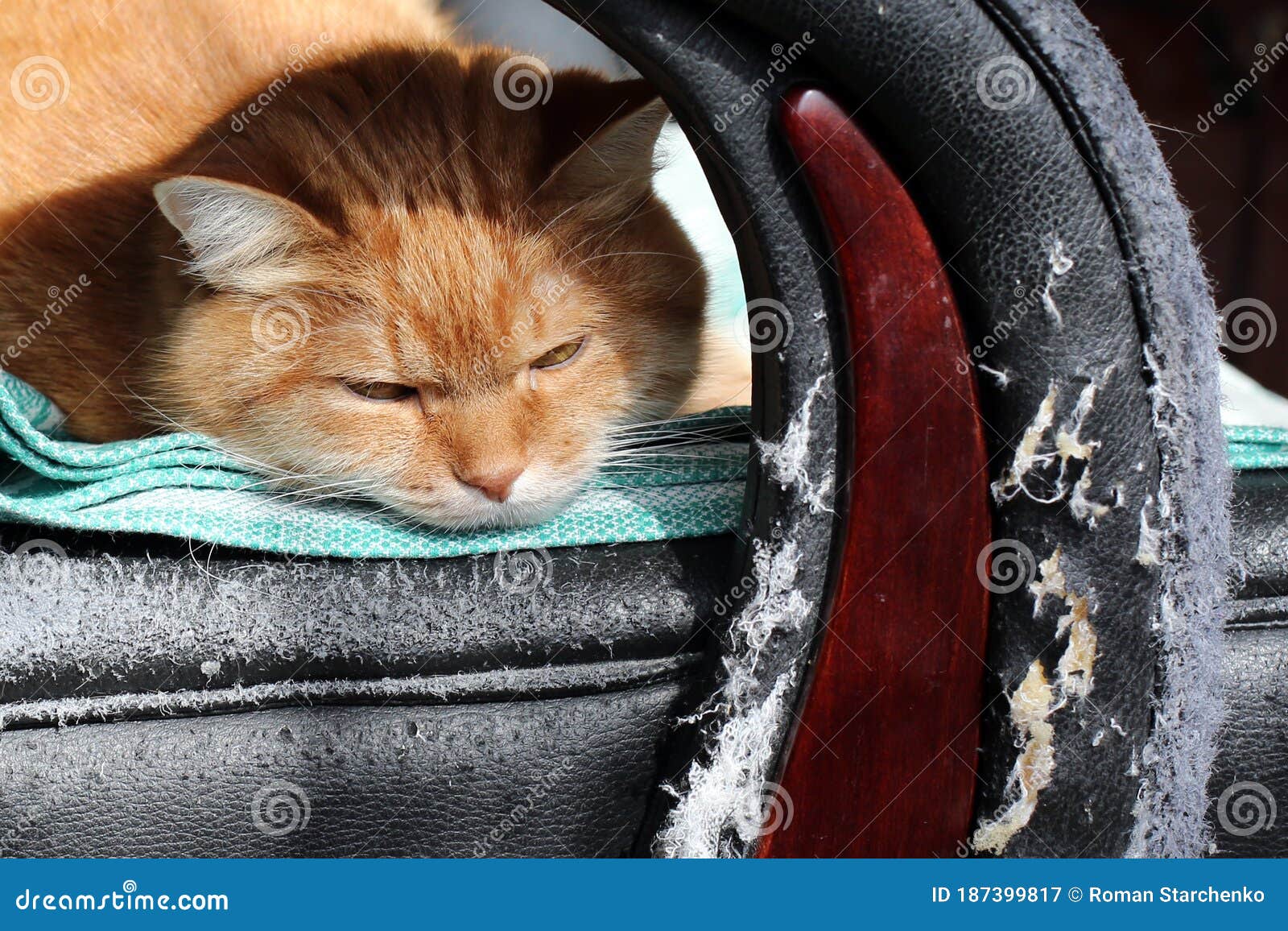 Cat destroying furniture sale