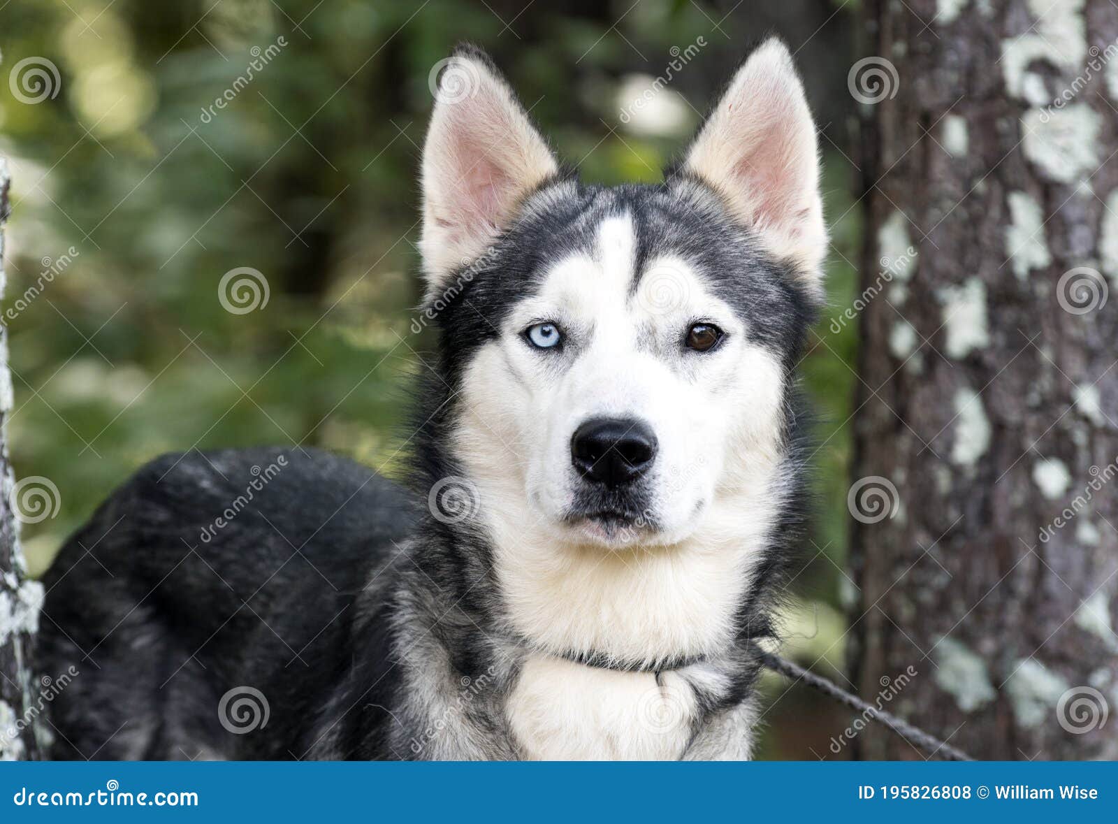 siberian husky puppies for adoption