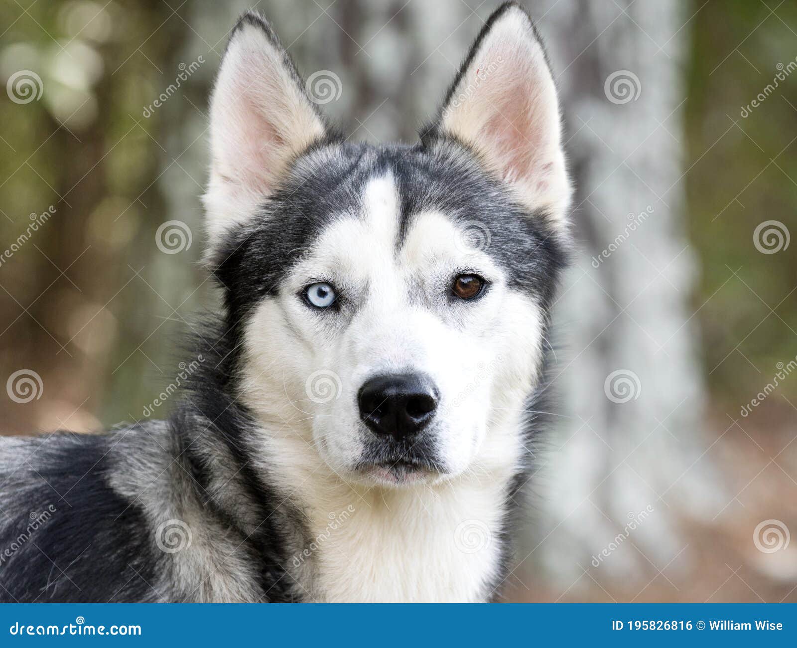 husky dogs for adoption