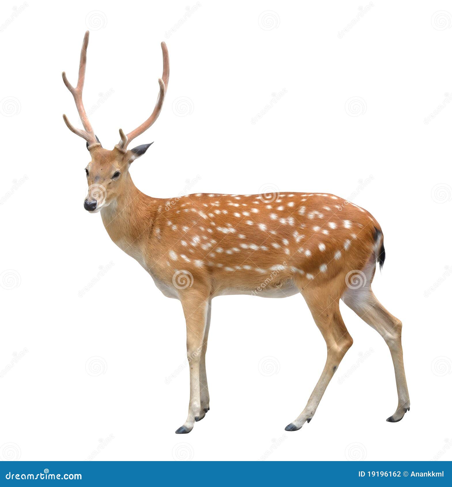 male sika deer