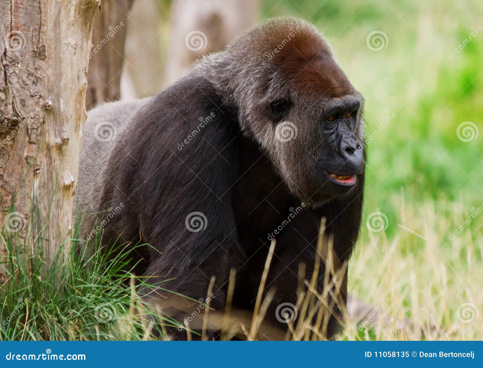 male silverback gorilla male silverback gorilla