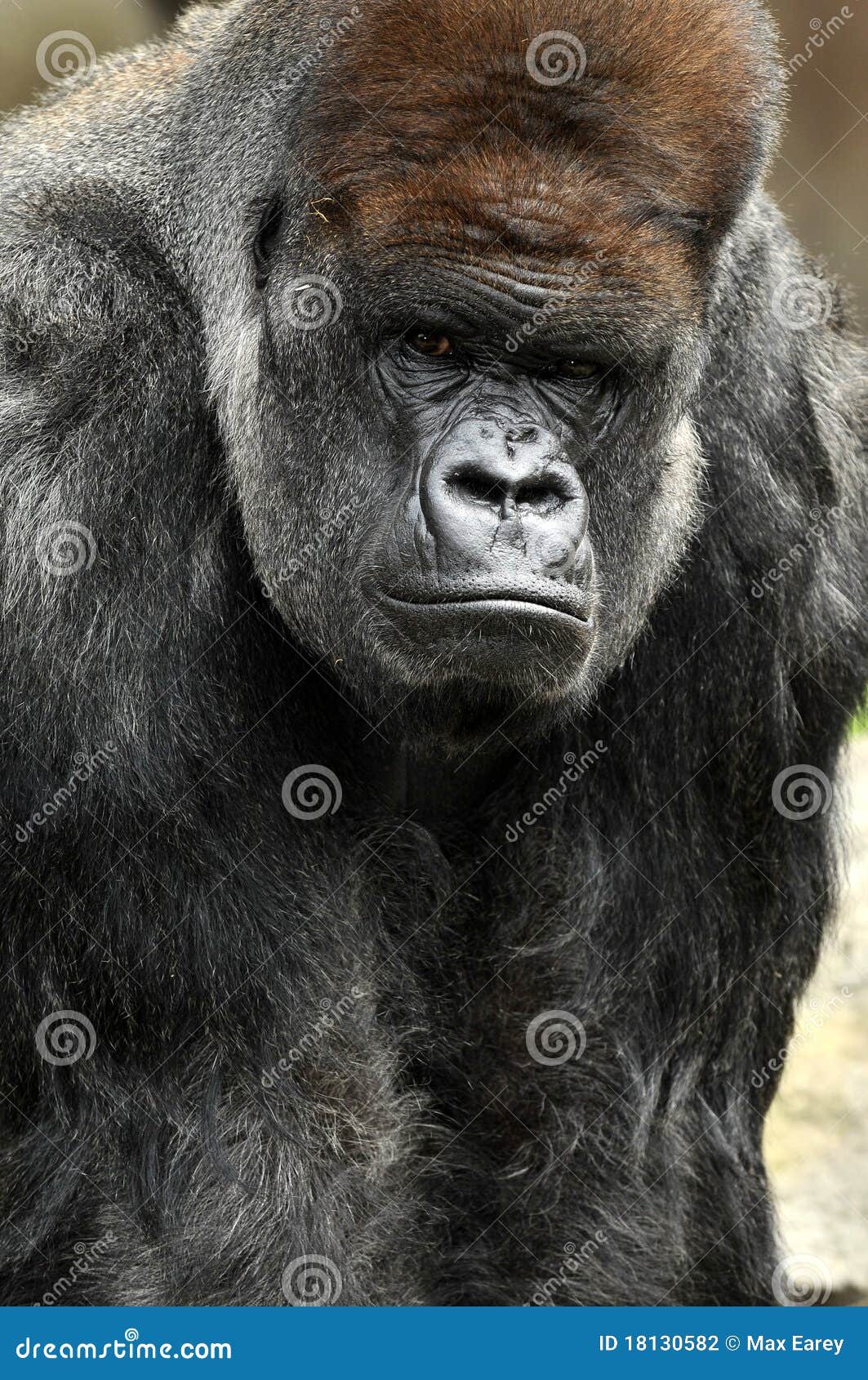 Male Silverback Gorilla stock photo. Image of primate - 18130582