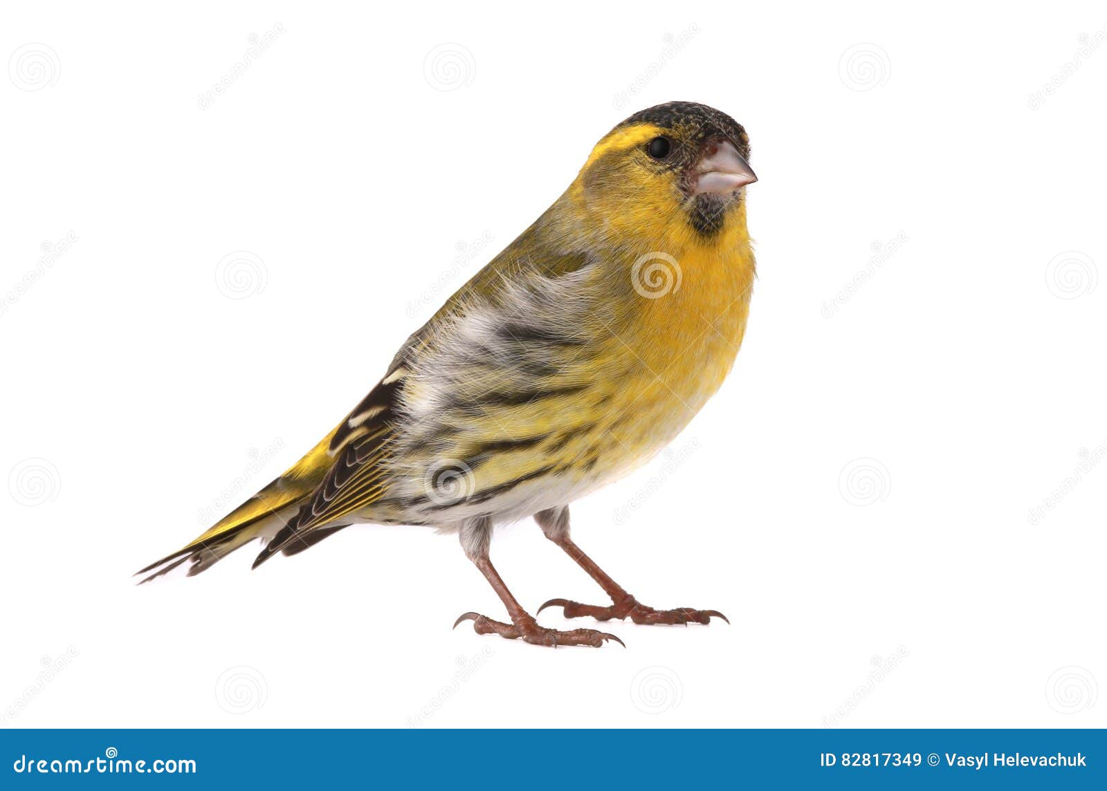 Male siskin stock image. Image of male, eurasian, wing 82817349