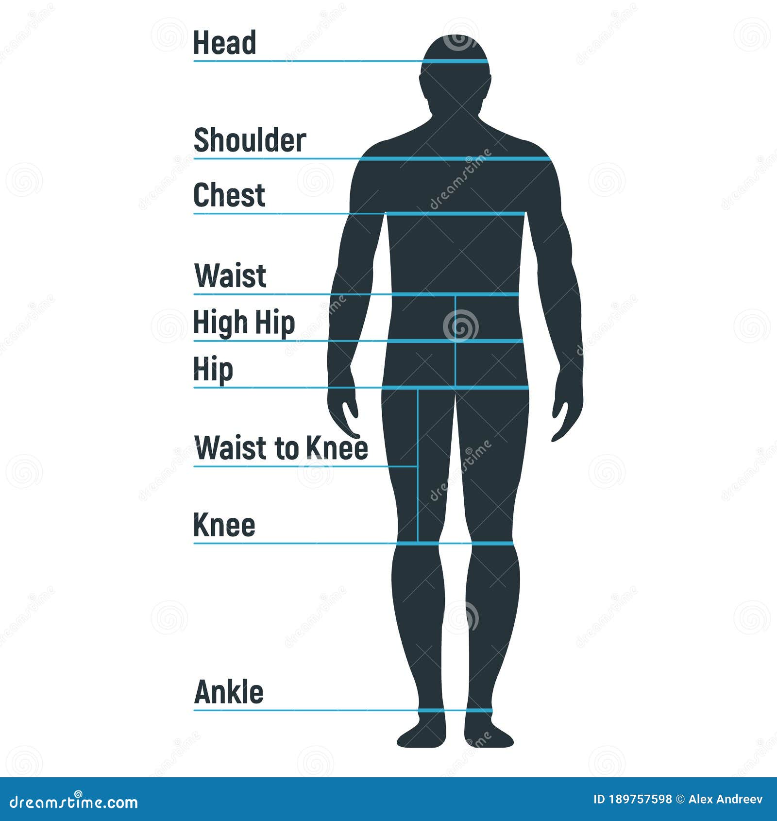 Male Size Chart Anatomy Human Character, People Dummy Front and View ...