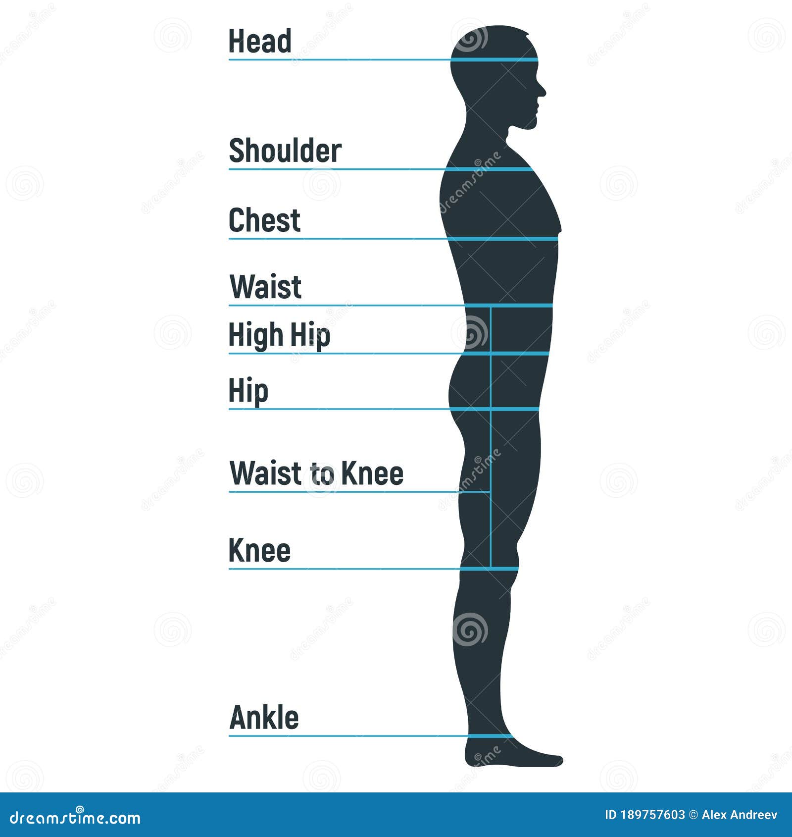 Male Size Chart Anatomy Human Character, People Dummy Front and View ...