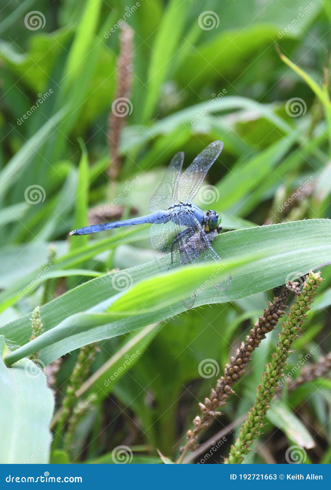 a male slaty skimmer dragonfly feasts on an annual cicada