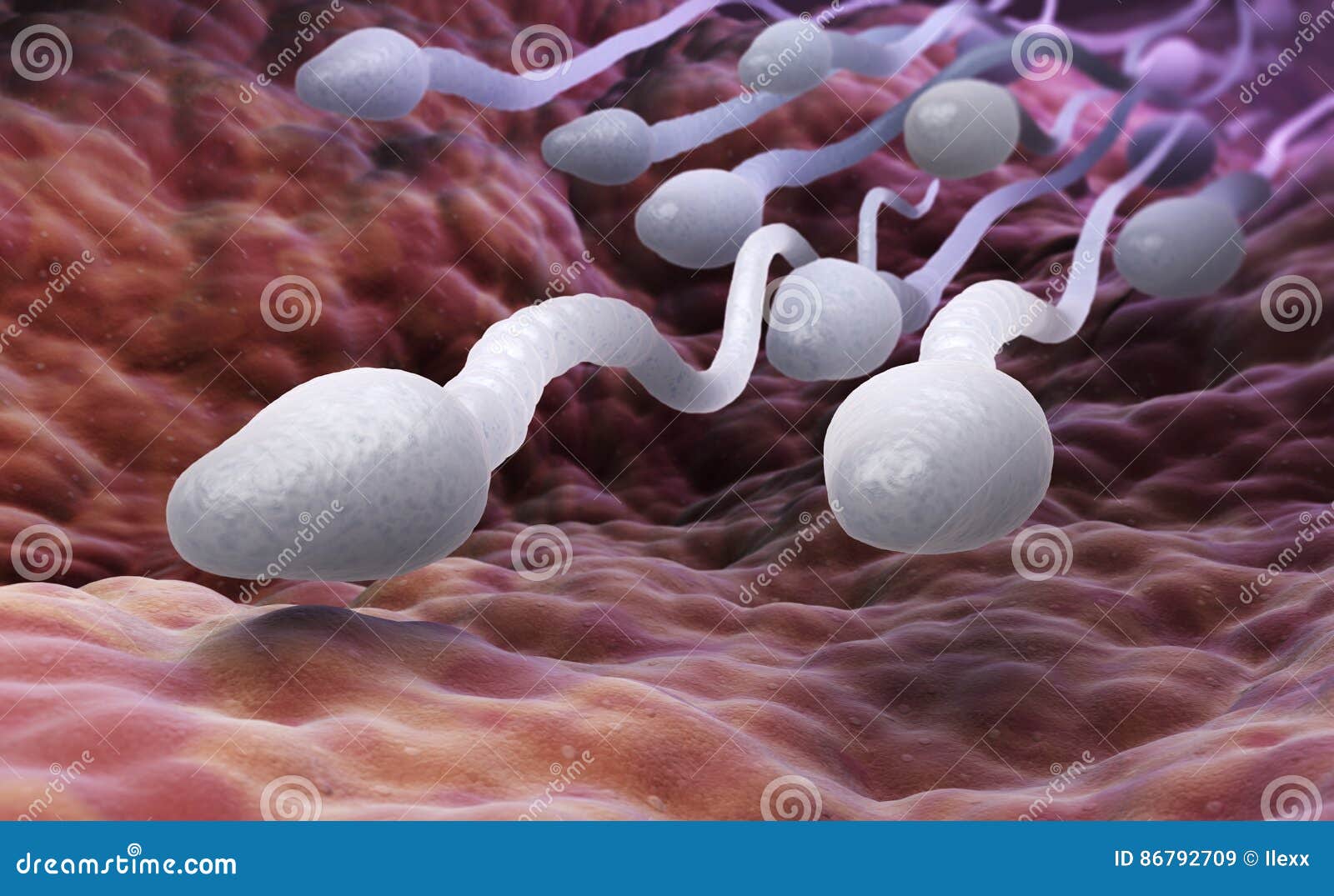 male sperm cells