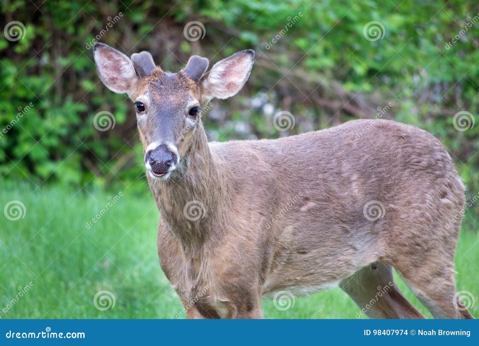 60 pound spike deer 60 pound spike deer