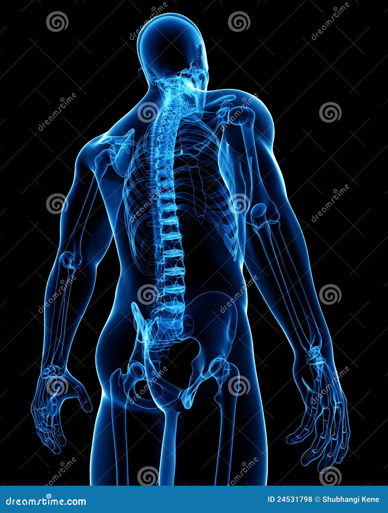 Male Spinal Cord X-ray Anatomy Royalty Free Stock Photos - Image: 24531798