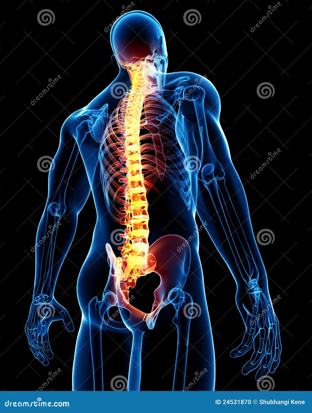 Male Spine Anatomy Stock Photo Image 24531870