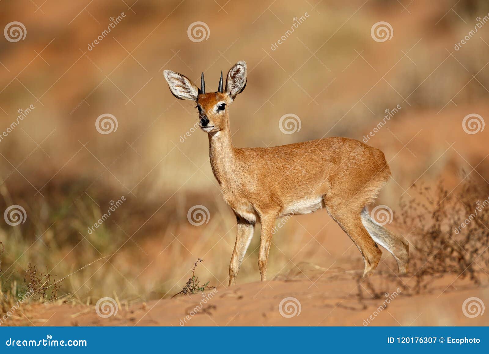 male steenbok antelope - kalahari desert