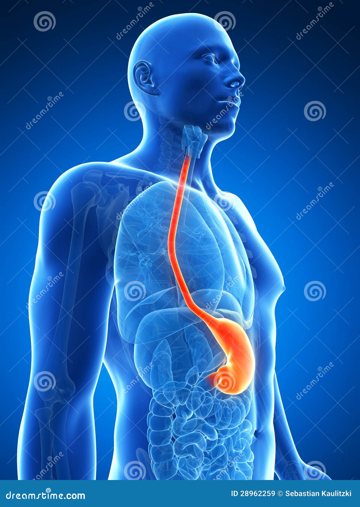 Male stomach stock illustration. Illustration of gastric - 28962259