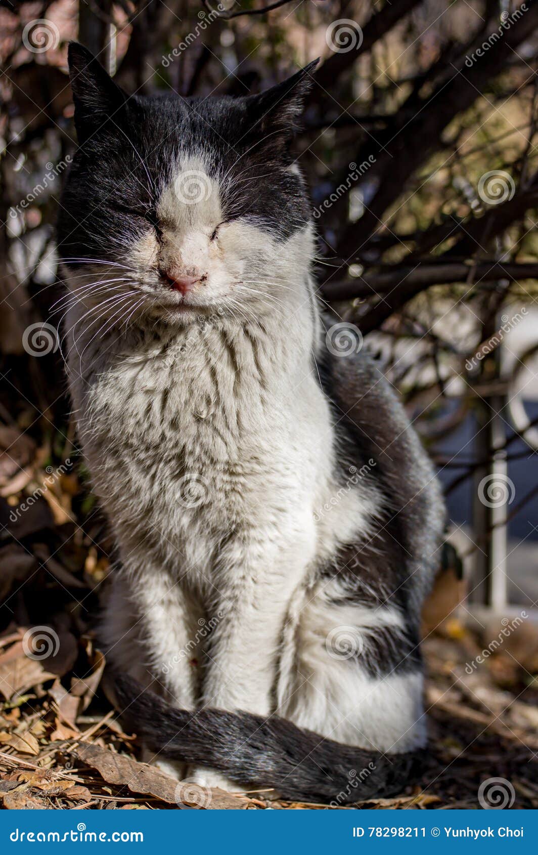 stray male cat