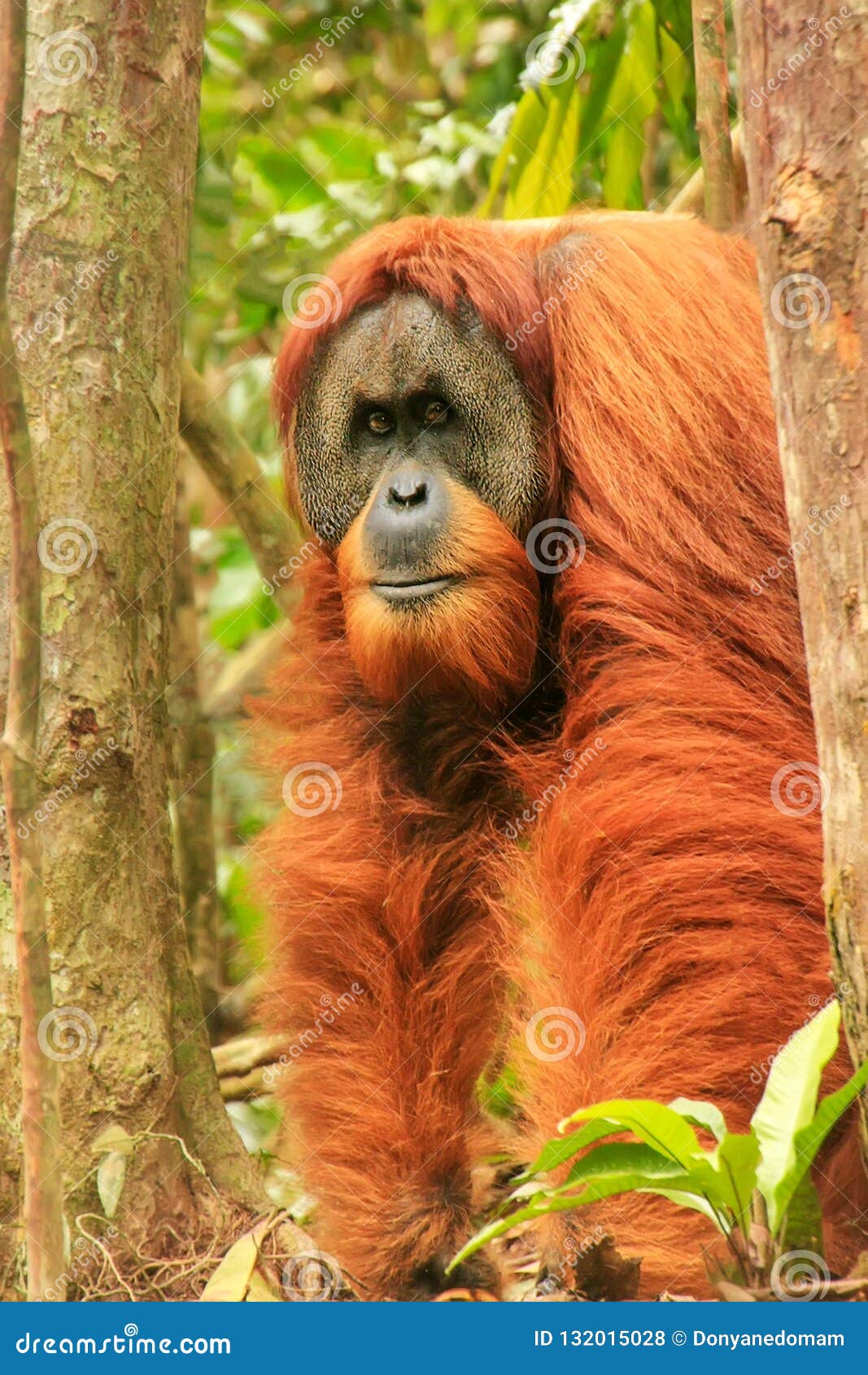 Male Sumatran Orangutan  Standing  On The Ground In Gunung 