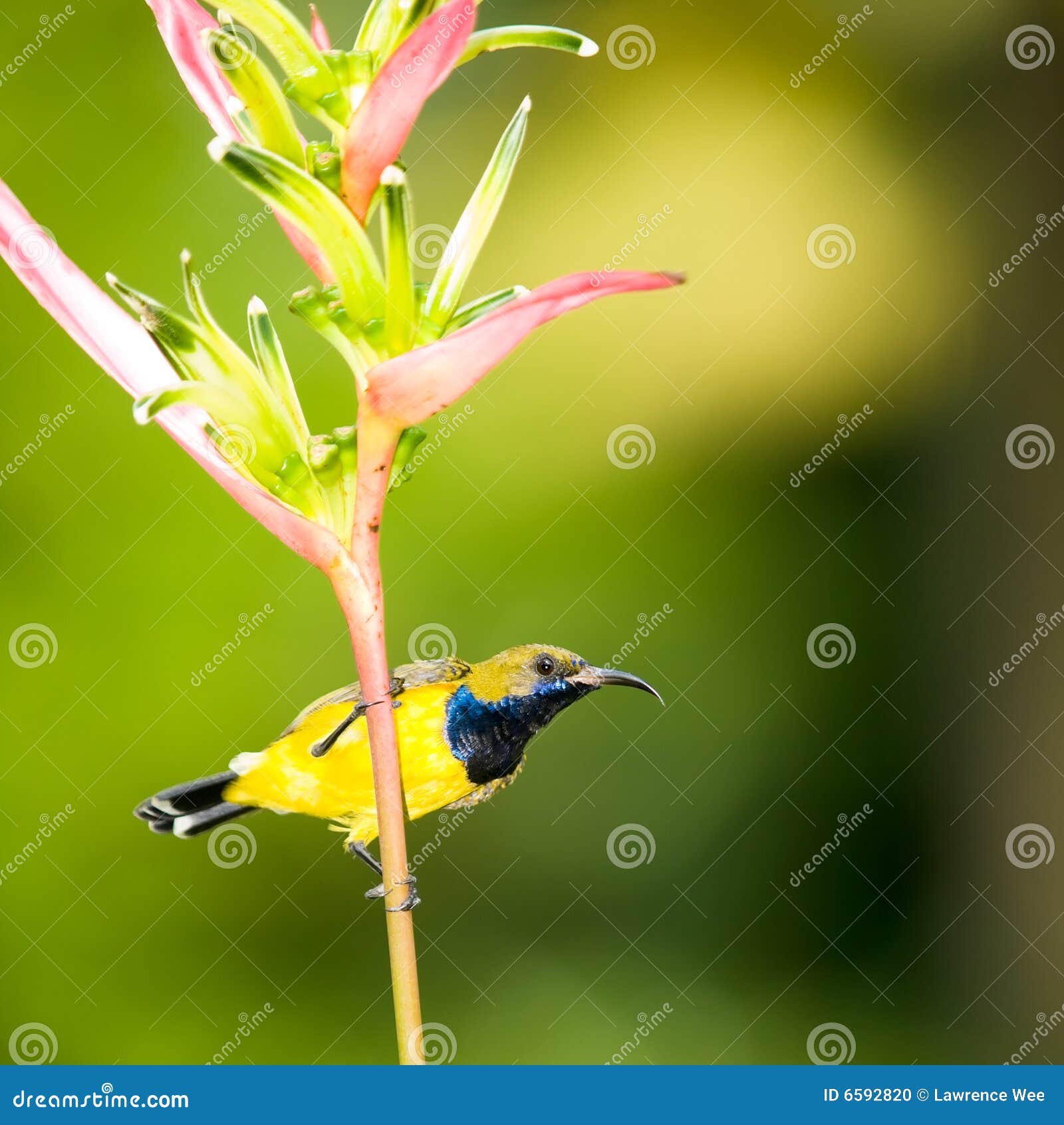 Male Sunbird stock photo. Image of vertical, nature, animal - 6592820