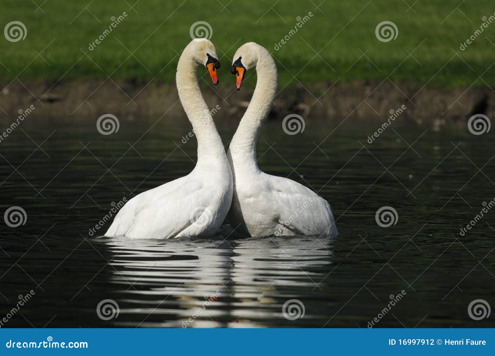 Male swans stock photo. Image of swan, heart, mating 16997912