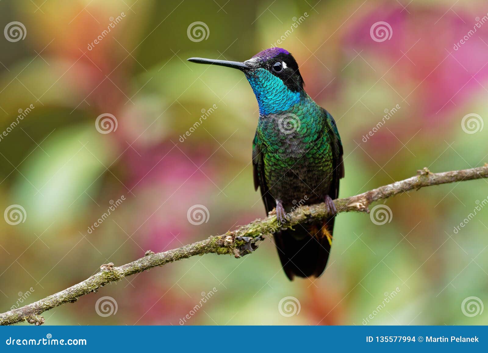 male talamanca hummingbird - eugenes spectabilis is large hummingbird living in costa rica and panama