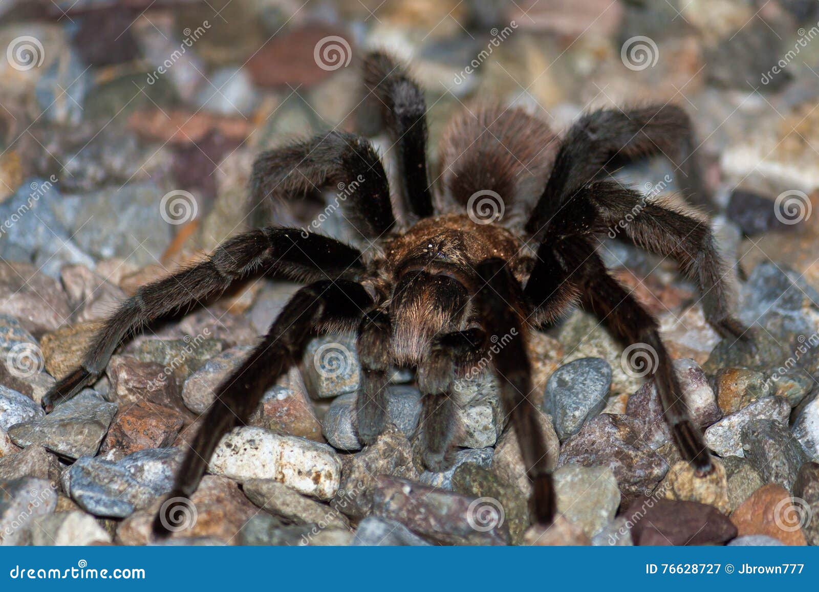 Male Tarantula Focus on Eye Stock Image - Image of hairy, mating: 76628727