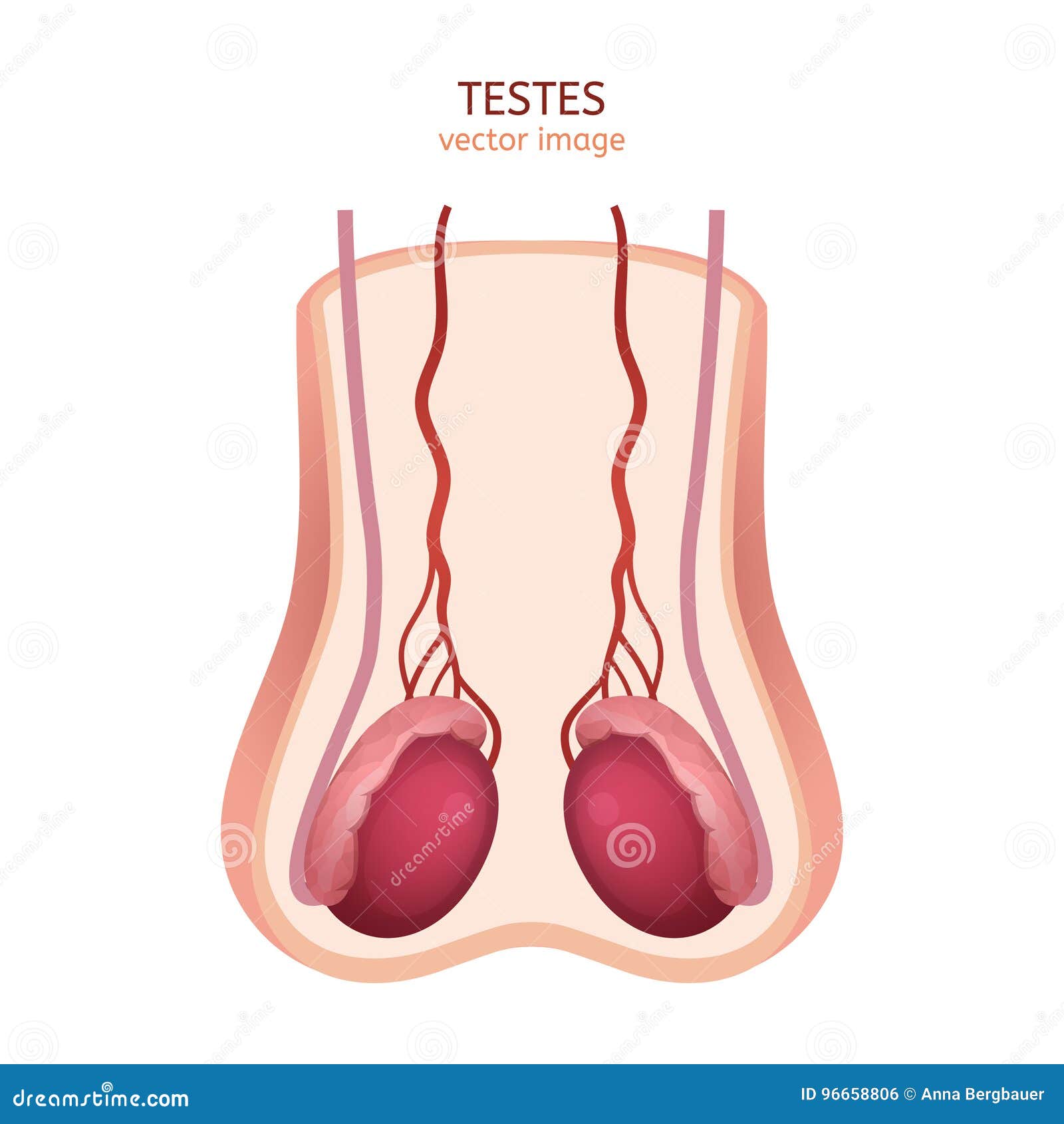 Testes