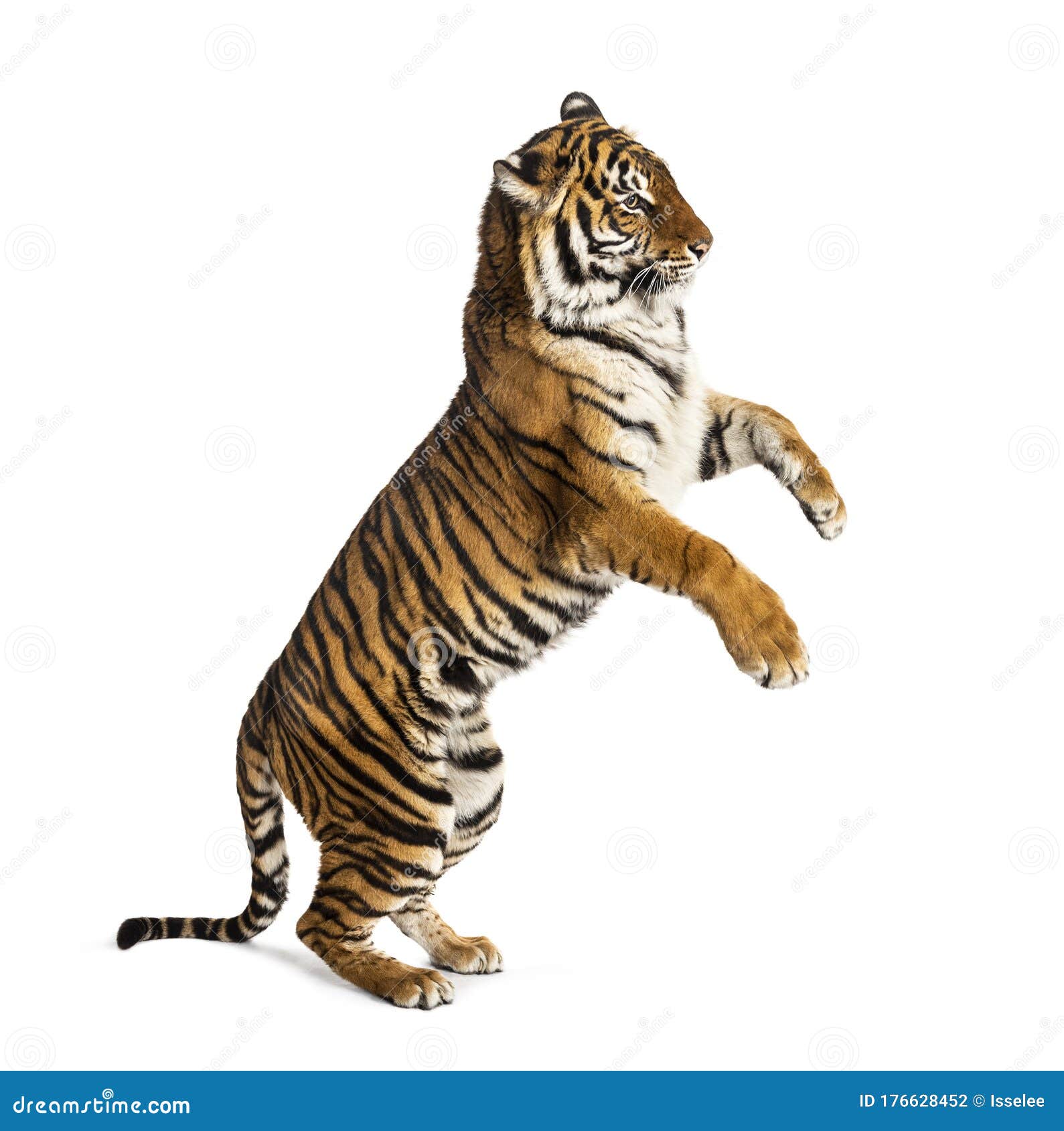 My Image 25