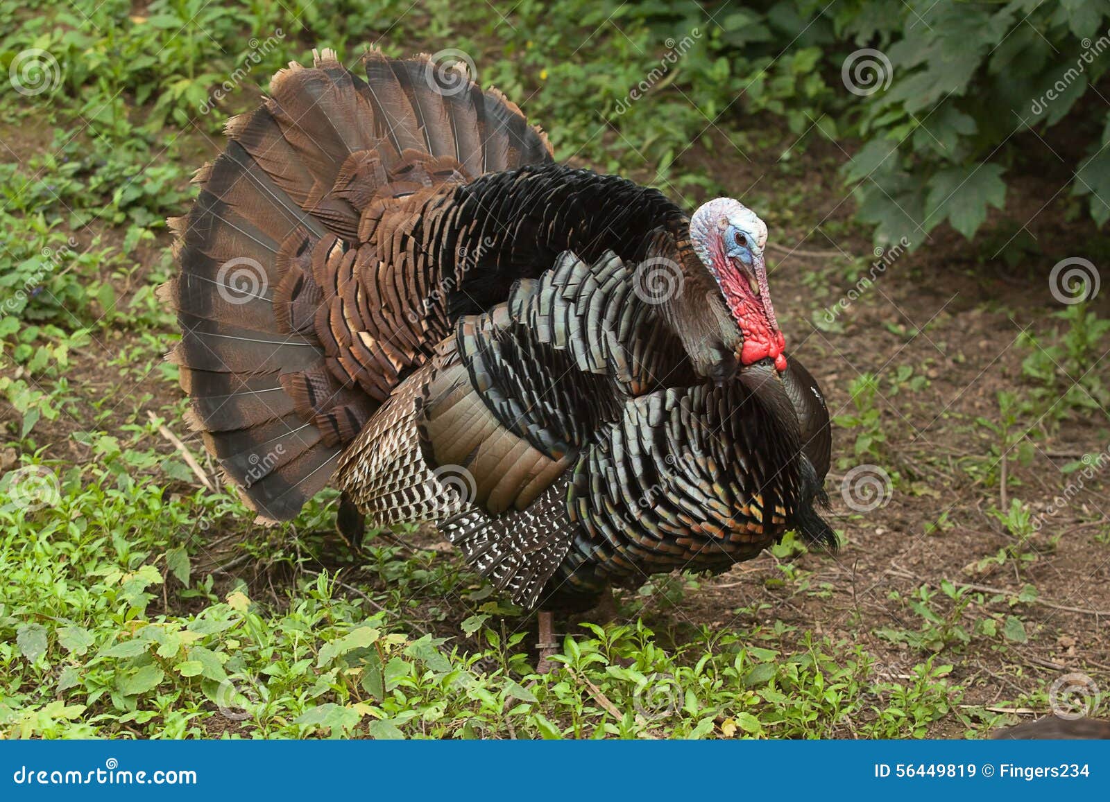 Male Turkey stock image. Image of dinner, christmas, wild 56449819