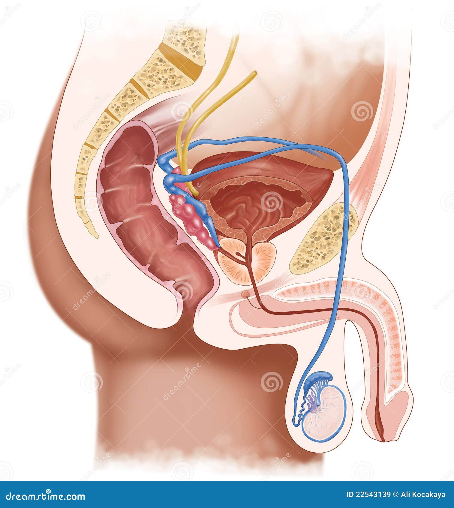 male reproductive system