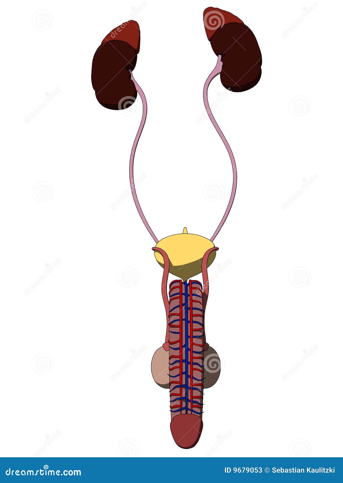 Male Urinary System Stock Vector Illustration Of Kidney 9679053