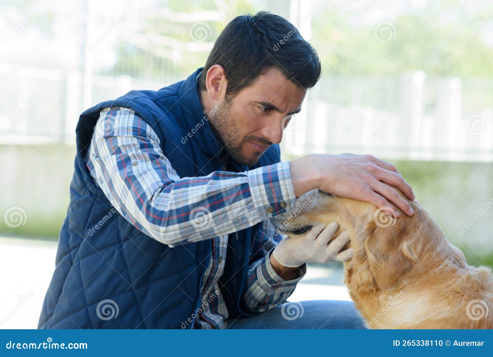 Male Vet Looking into Ear Dog Stock Photo Image of animal, masculine