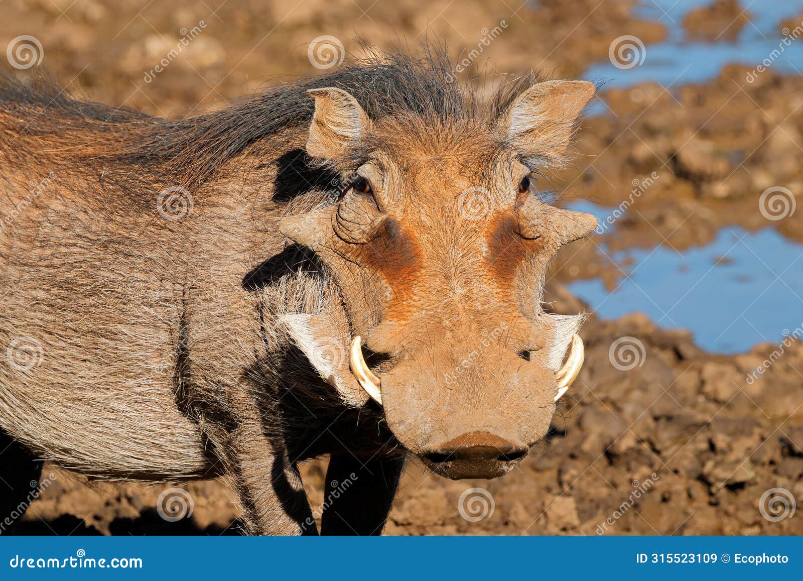 portrait of a large male warthog, mokala national park, south africa