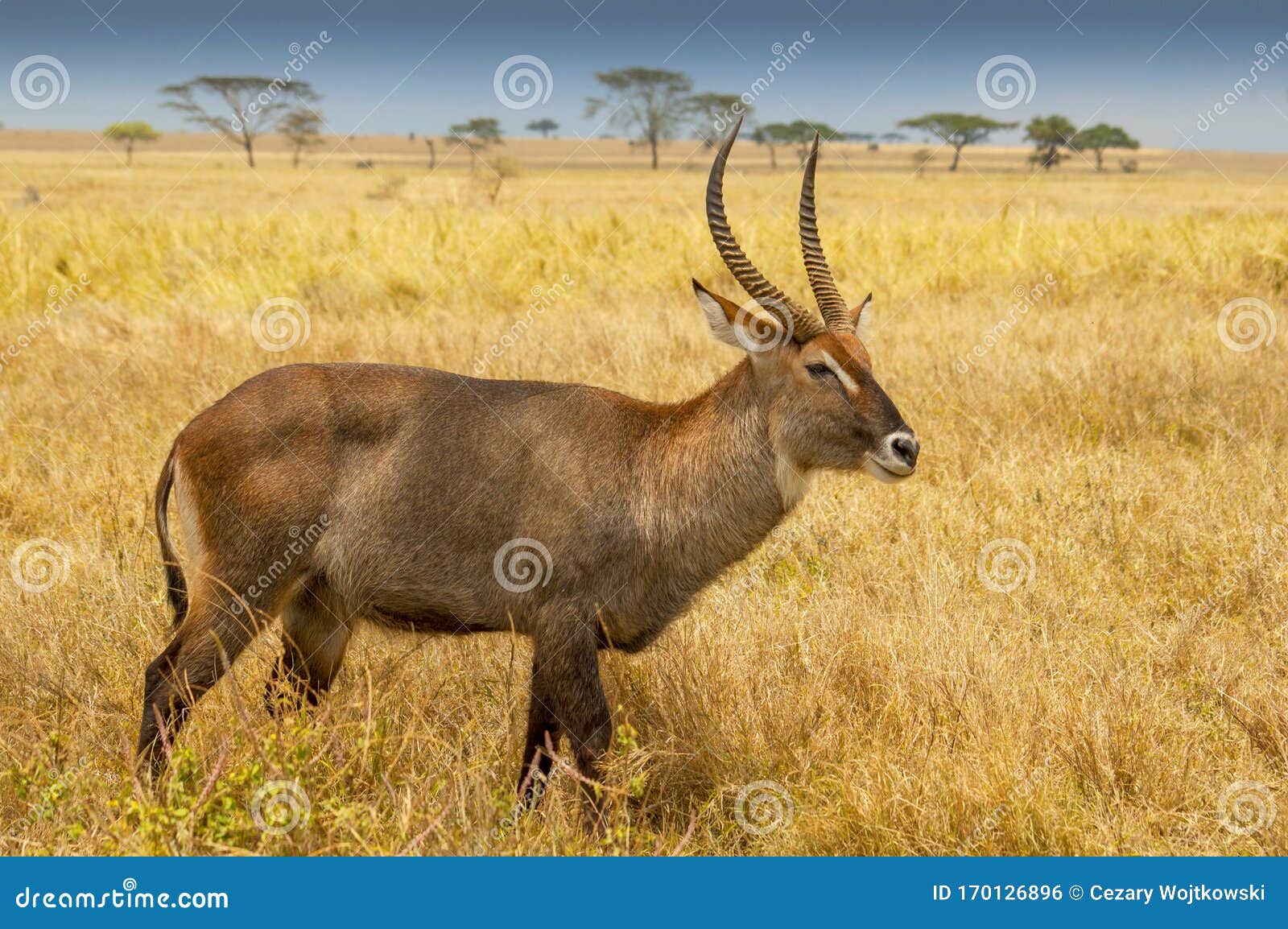 male waterbuck kobus ellipsiprymnus a large antelope found widely in sub saharan africa, tanzania