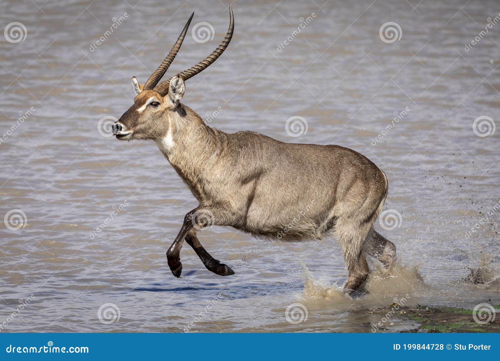 male waterbuck running through water in sunlight in kruger park in south africa