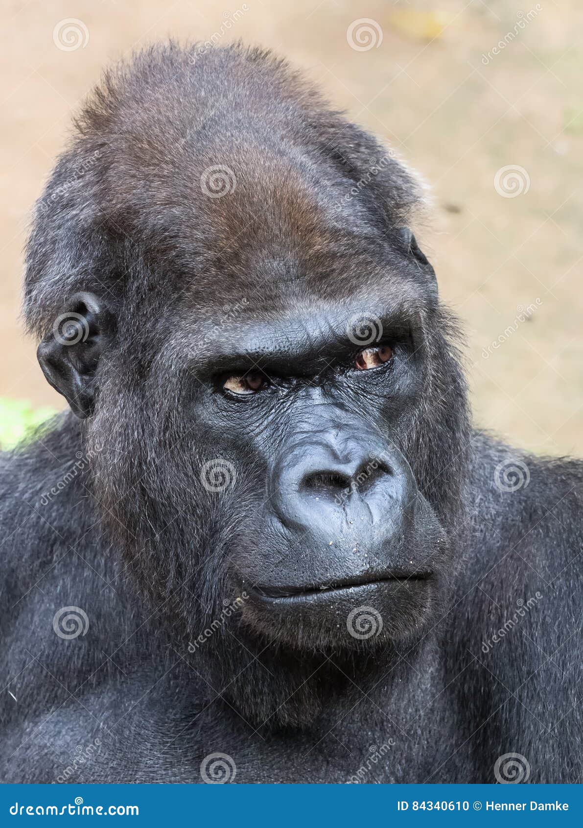 gorilla with red wig