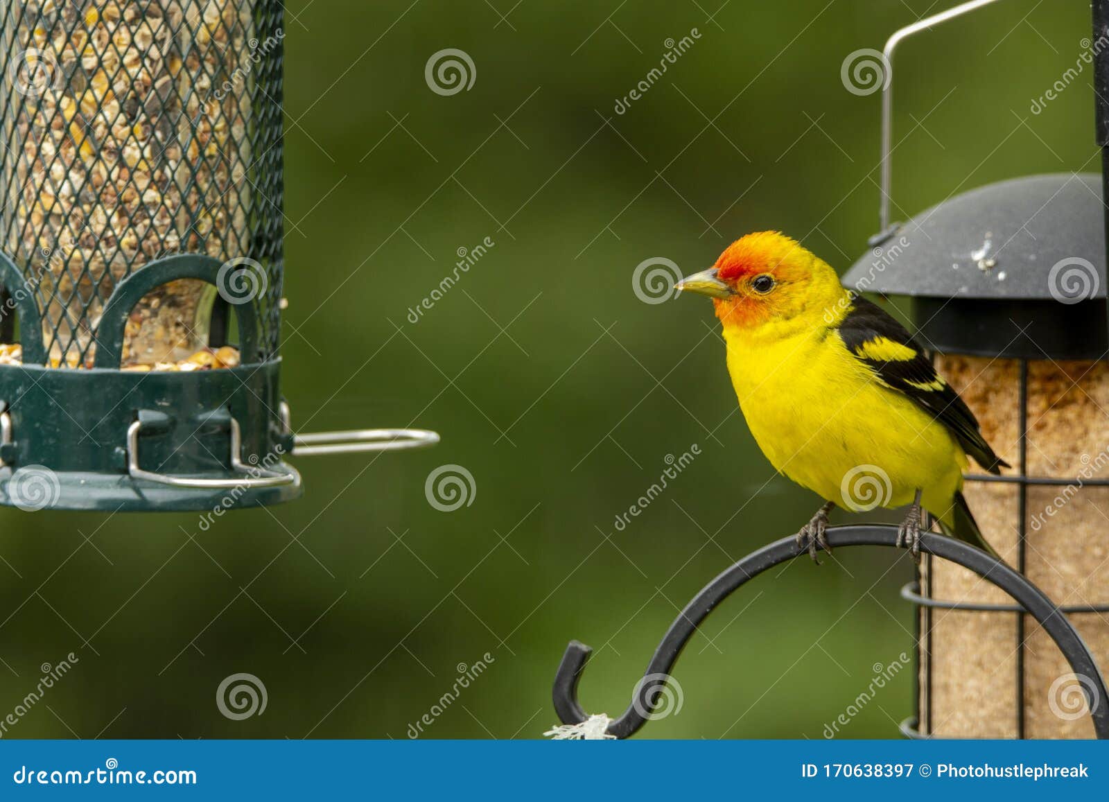 Male Western Tanager Perched on Bird Feeder Stock Image Image of