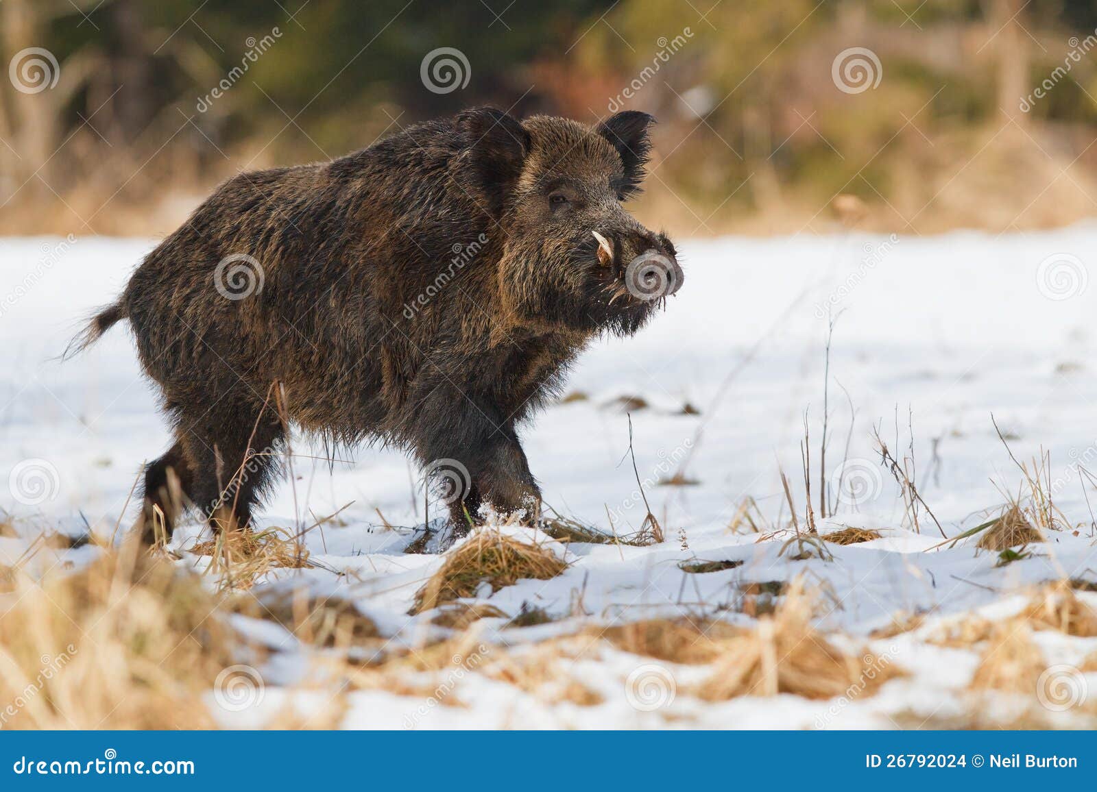 male wild boar in the snow