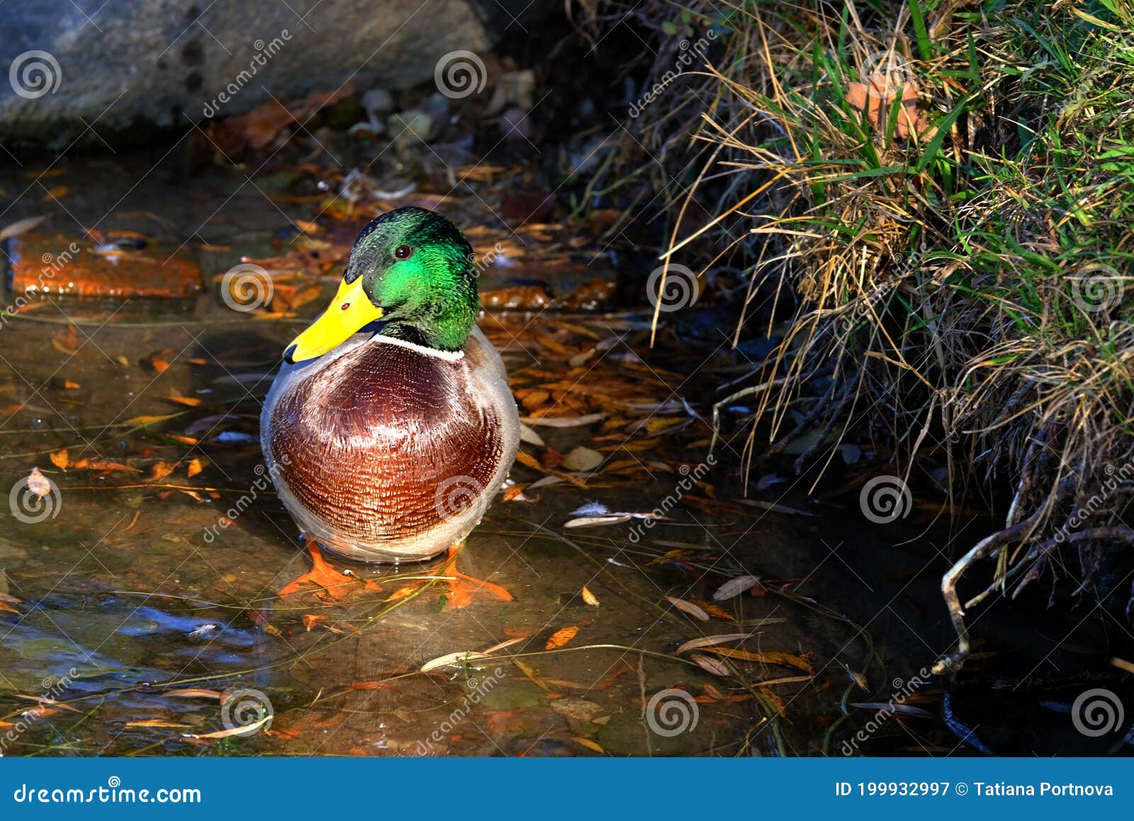 Animal Eend Stock Photos - Free \u0026 Royalty-Free Stock Photos from Dreamstime, image size:1600x1159