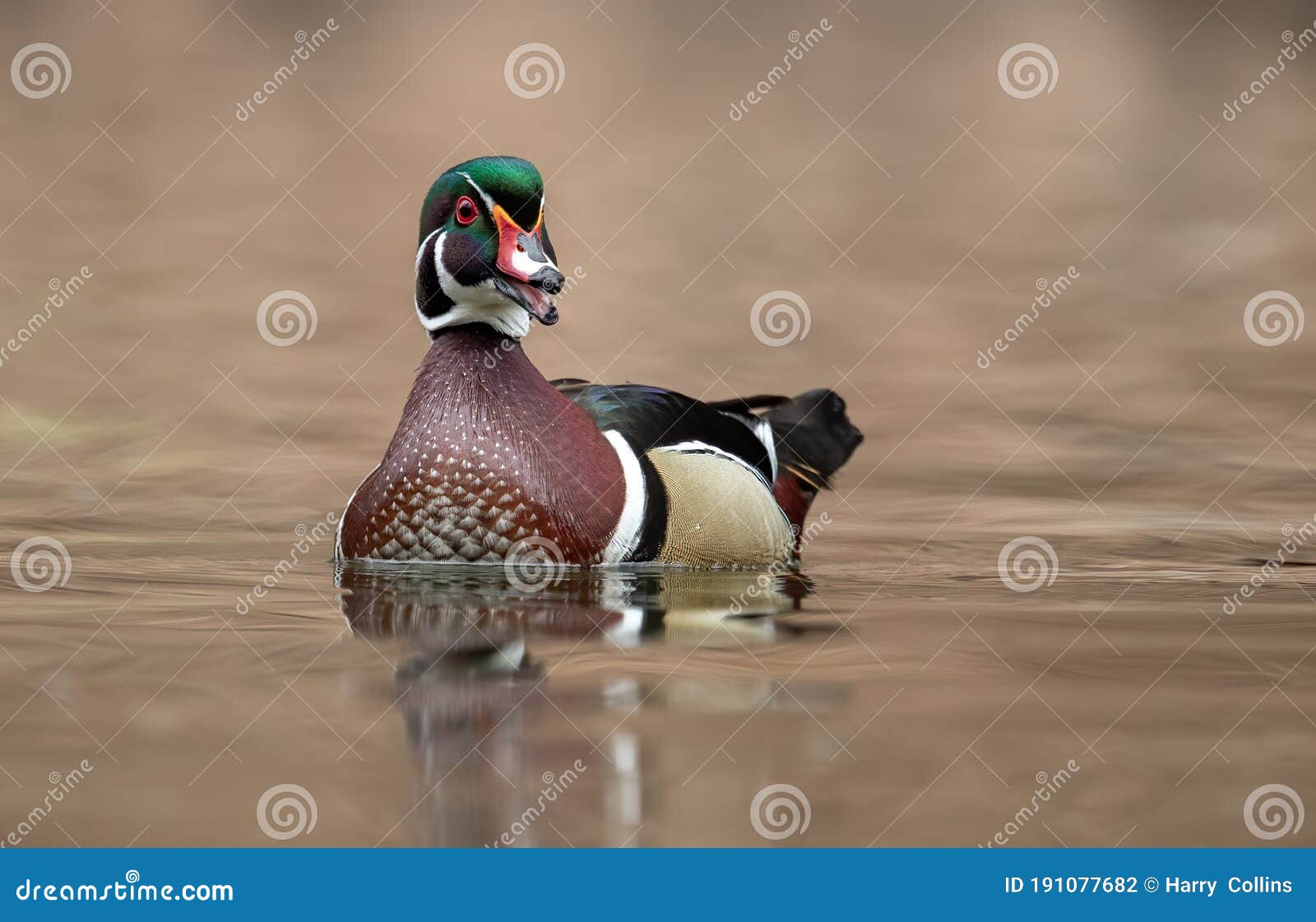 A Wood Duck in Maine stock photo. Image of baby, maine 191077682