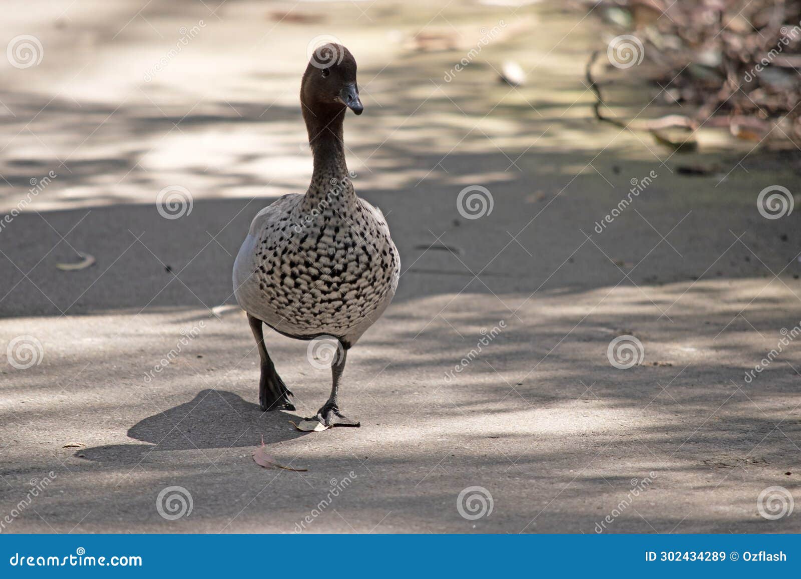 the male wood duck is walking on a path