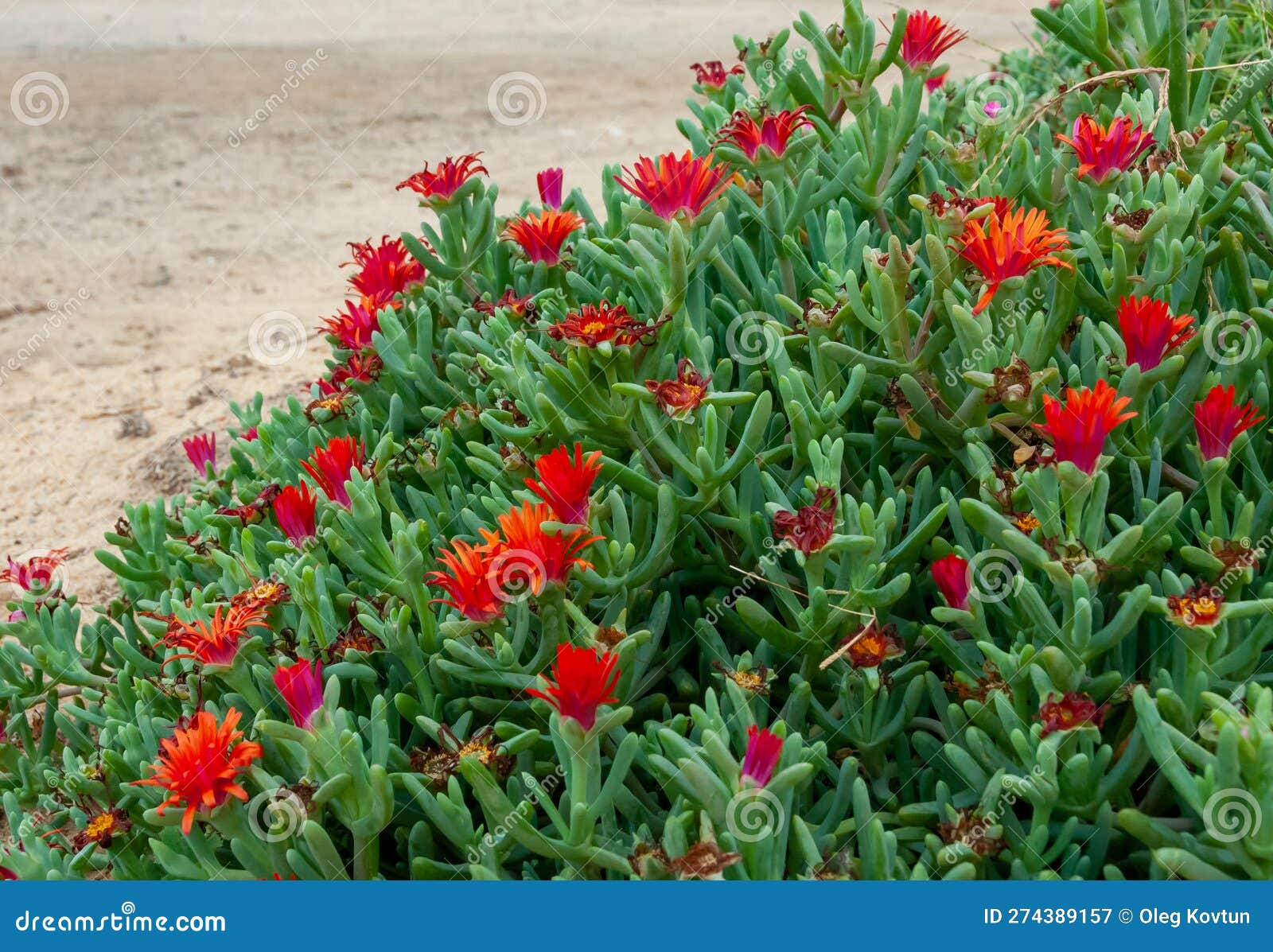 (malephora crocea) groundcover ornamental plant with red flowers near a hotel in marsa alama, egypt