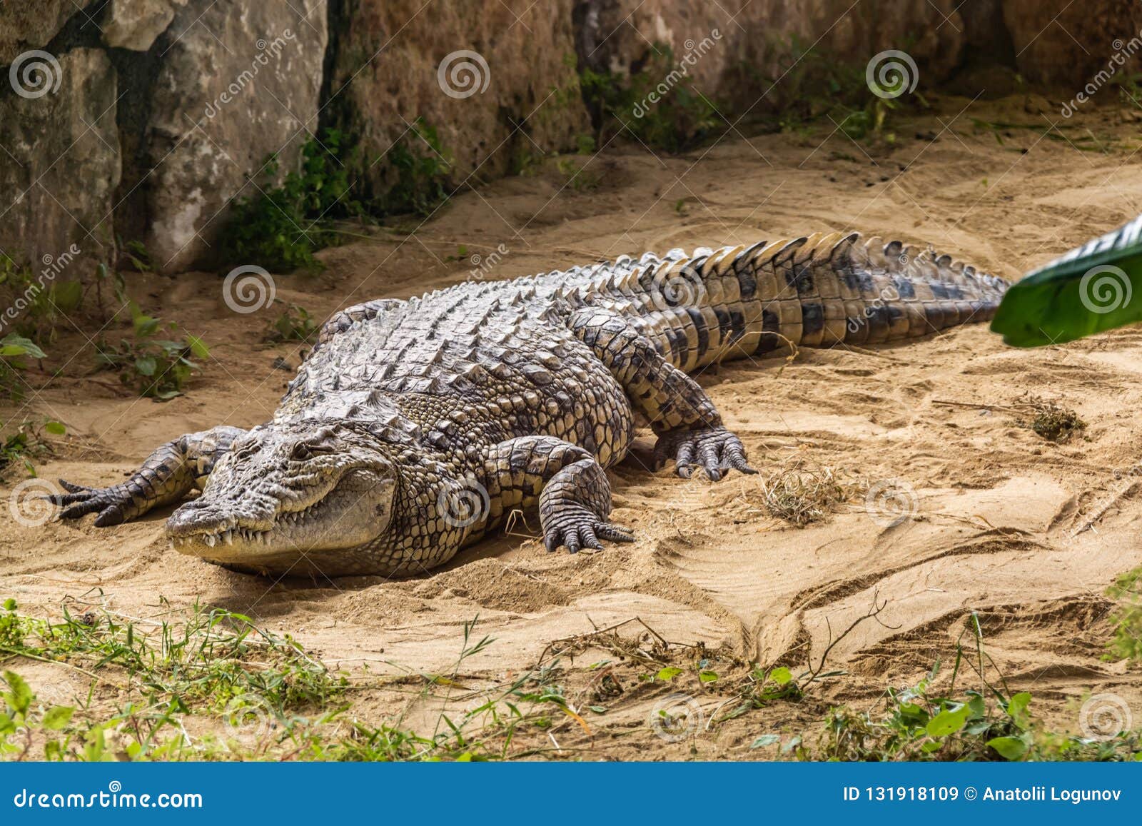 Crested Crocodile - the Largest Animal of this Species Stock Image - Image  of meters, species: 131918109