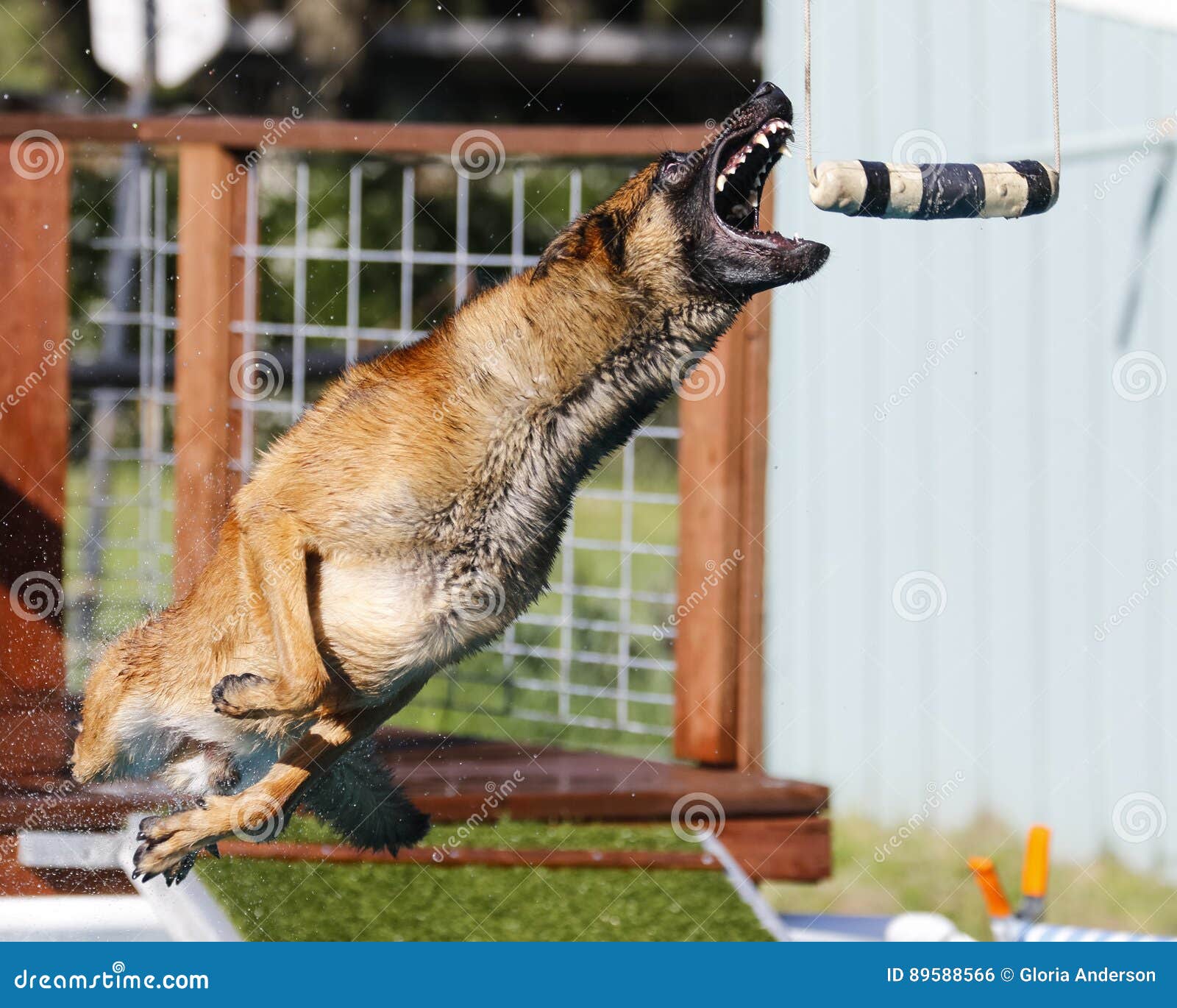 malinois dock diving