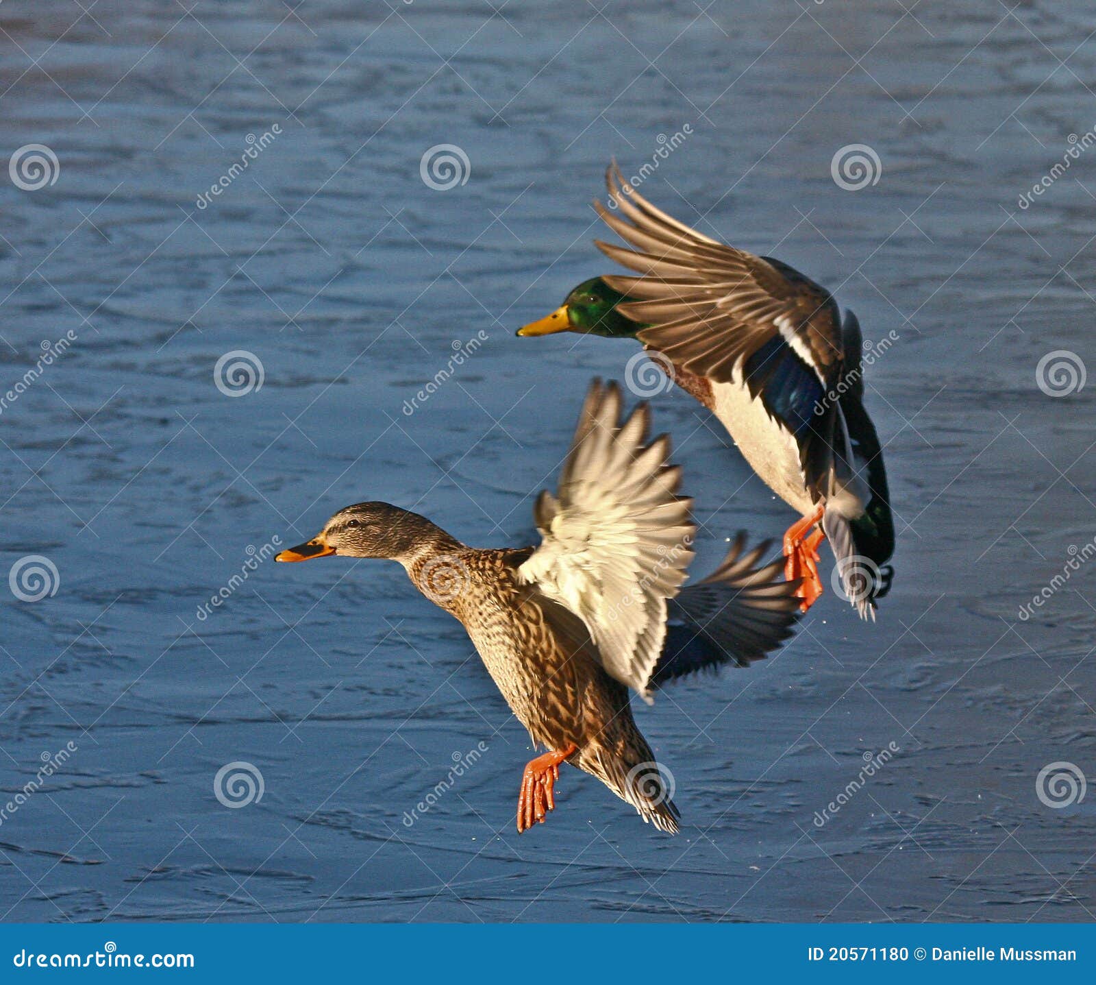 Mallard Couple Coming in for Landing Stock Photo Image of wetland
