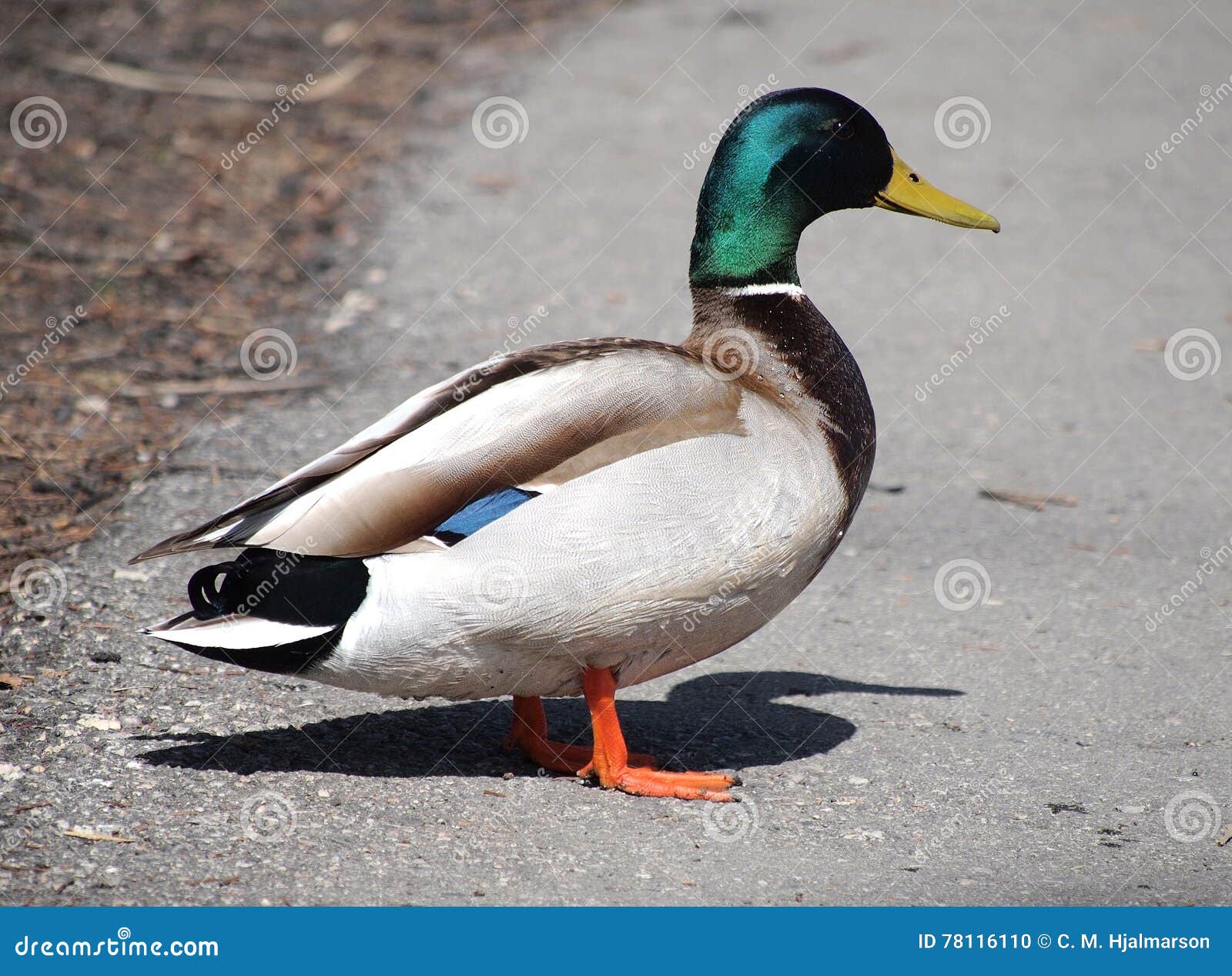 Mallard Drake Profile on Path Stock Photo Image of nature, blue 78116110