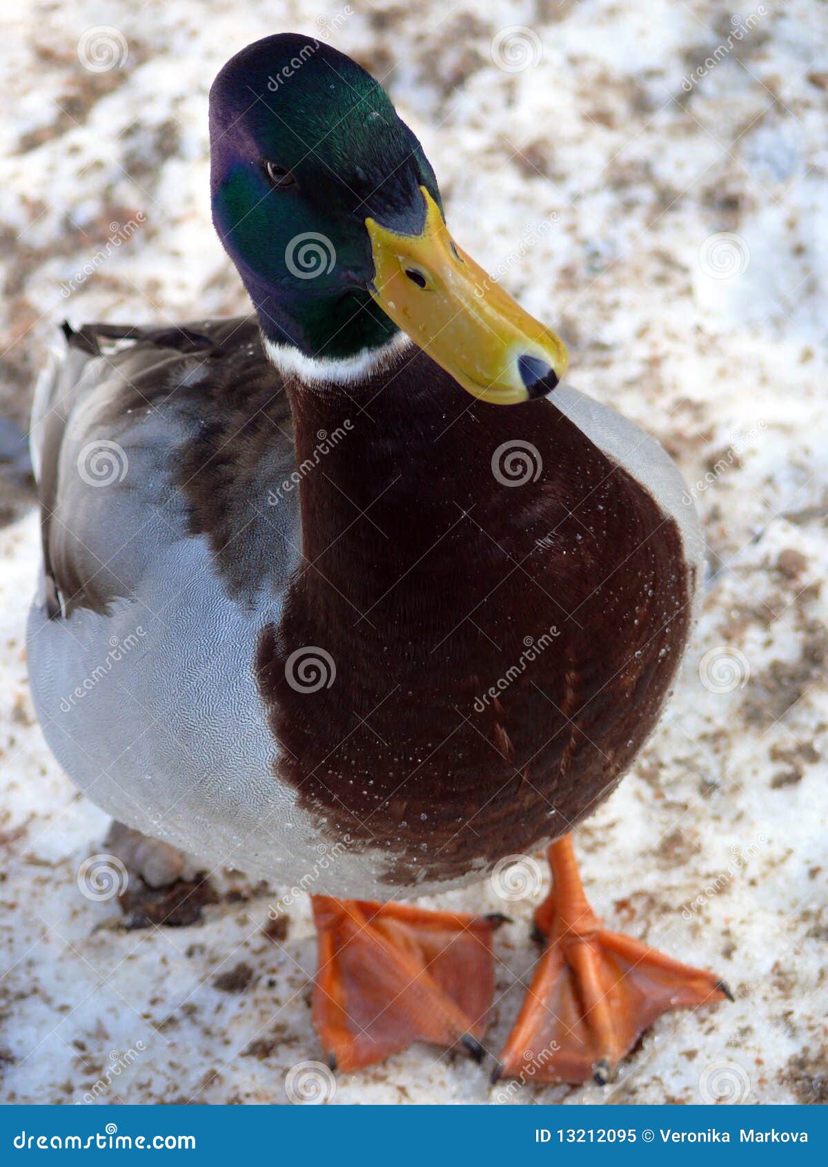 mallard duck