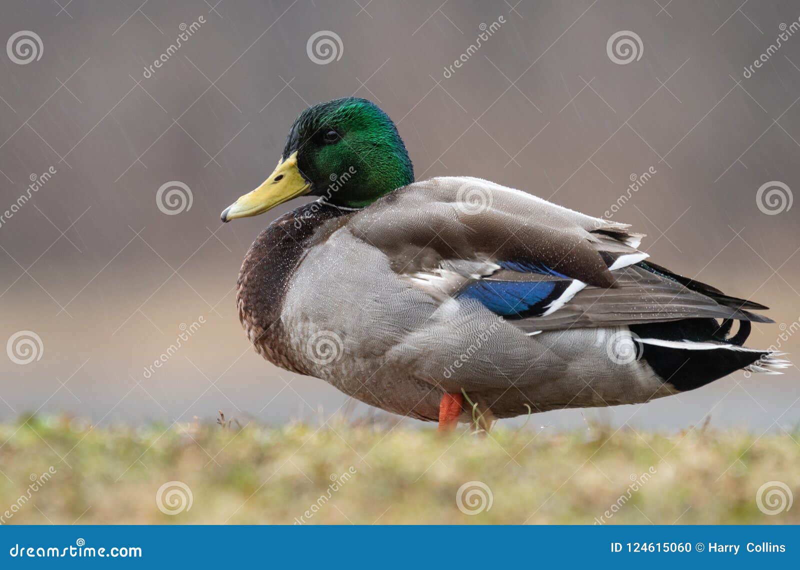 Mallard Duck in Canada stock photo. Image of duck, travel 124615060