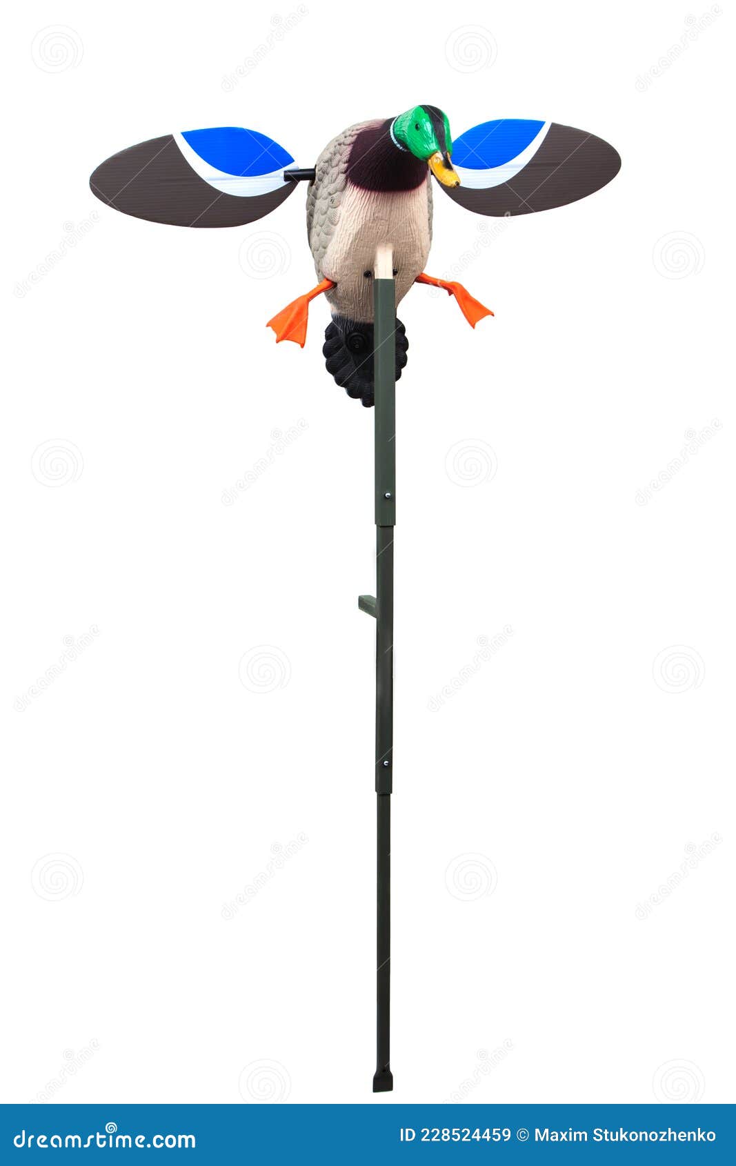 Mallard Duck Decoy Isolated on White Stock Image Image of hunted