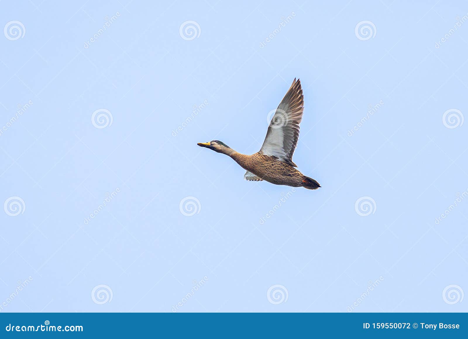male mallard duck in flight, full wingspan over blue sky