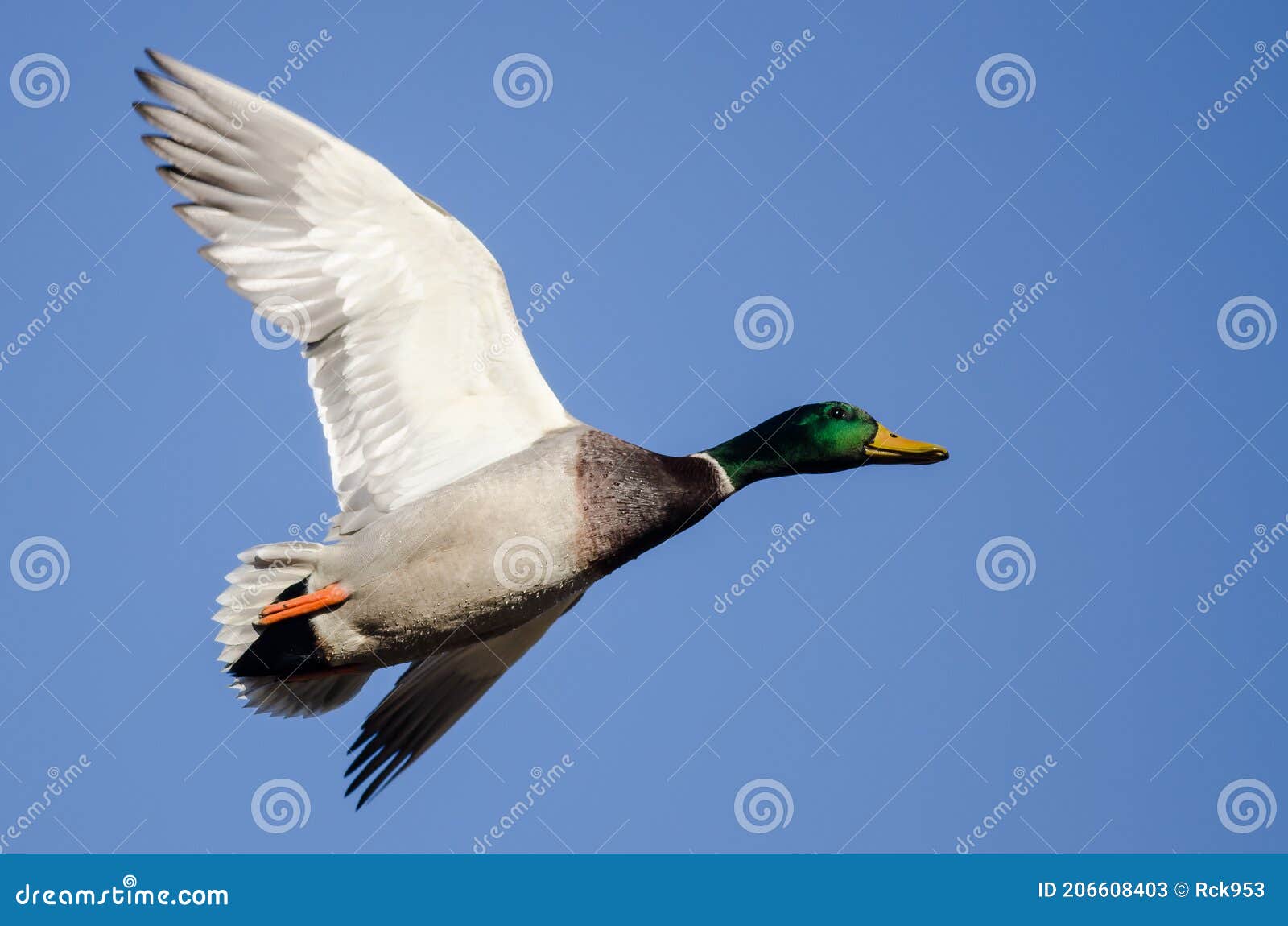 Mallard Duck Flying in a Blue Sky Stock Image Image of north, flight