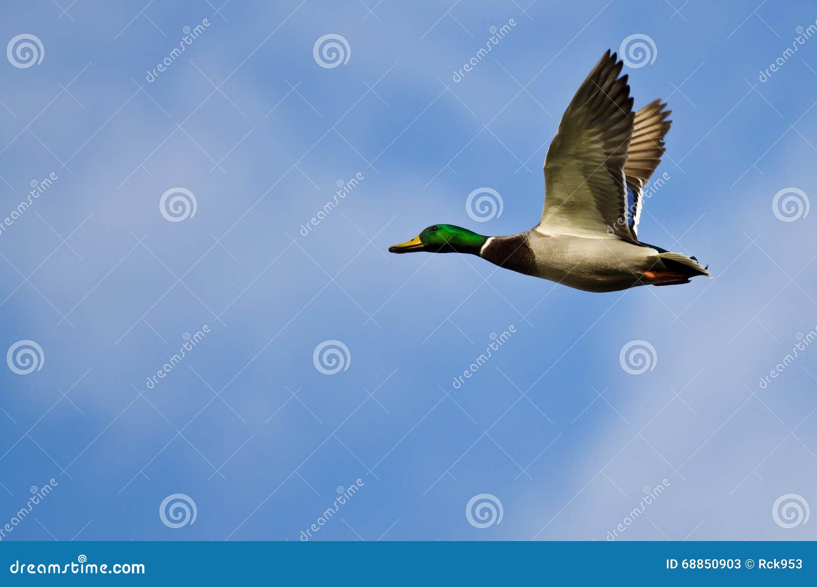 Mallard Duck Flying in a Cloudy Blue Sky Stock Image Image of bird