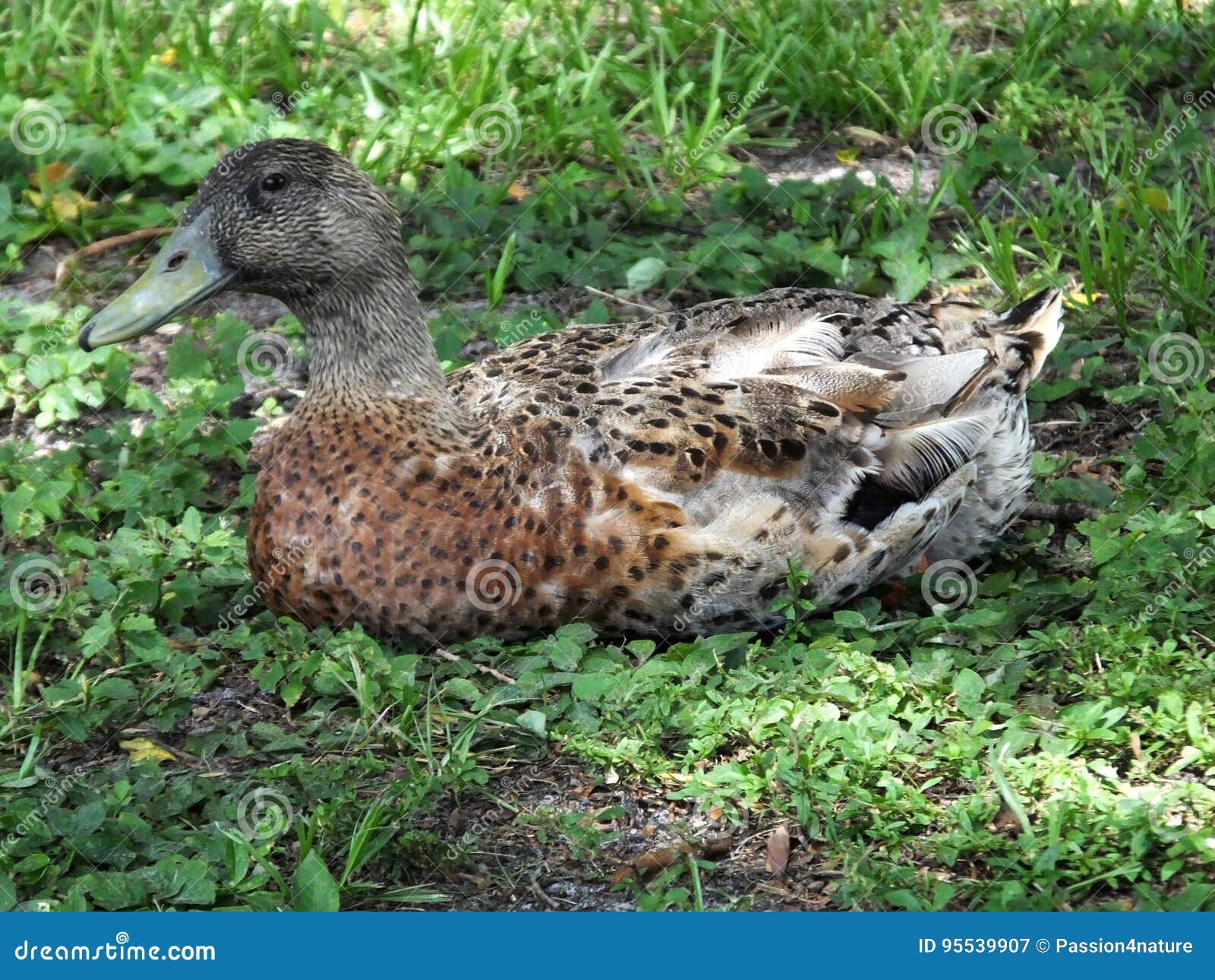 Mallard Duck Hybrid stock image. Image of florida, waterbird 95539907